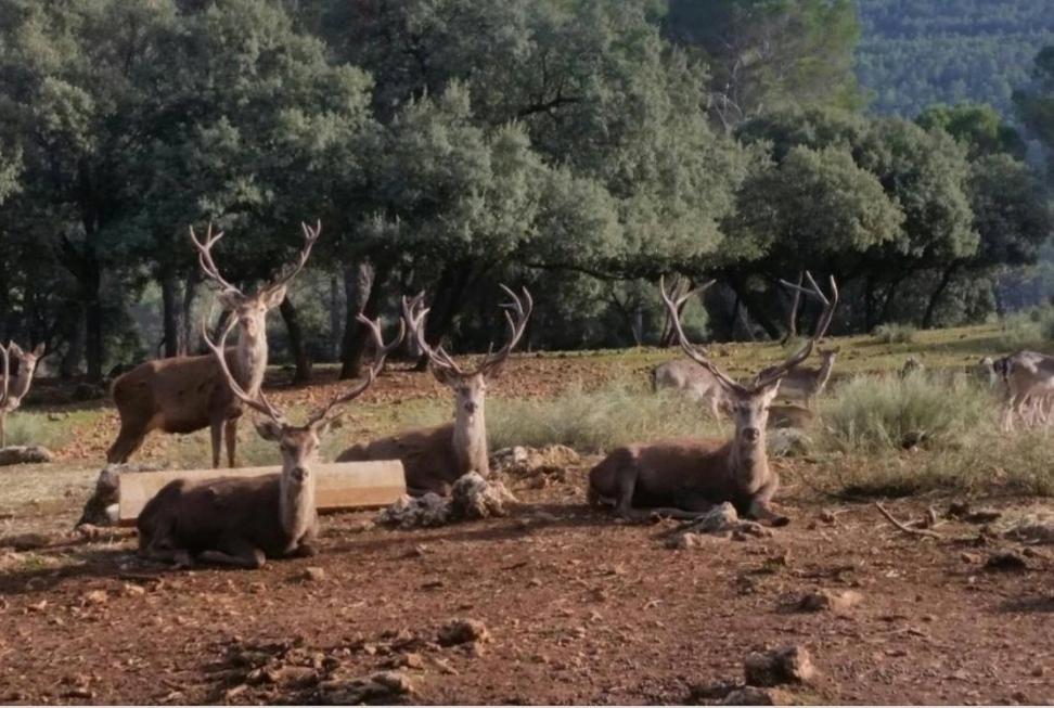 Casa Eva Daire Arroyo Frio Dış mekan fotoğraf